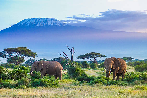 Amboseli Safari