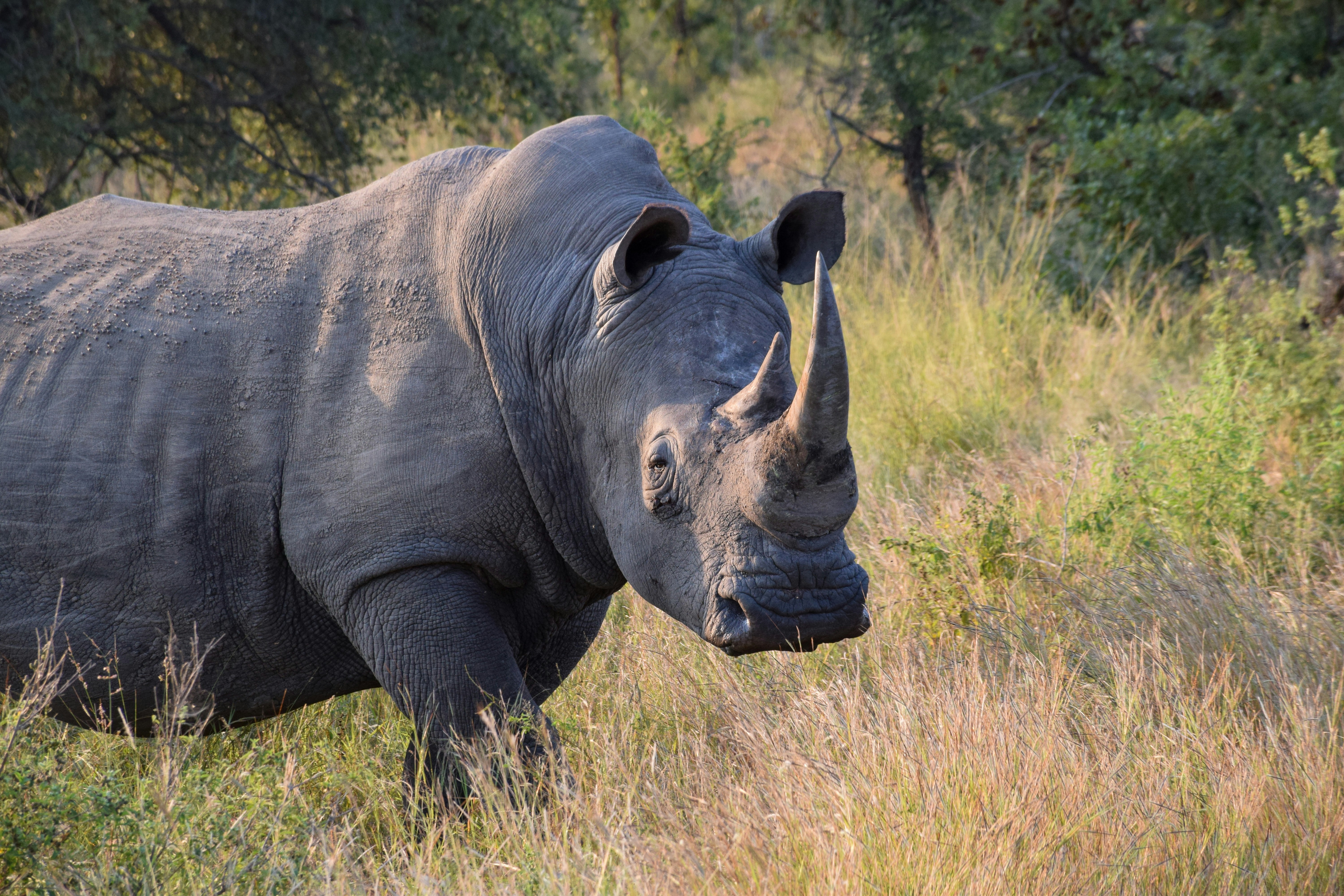 African Rhino