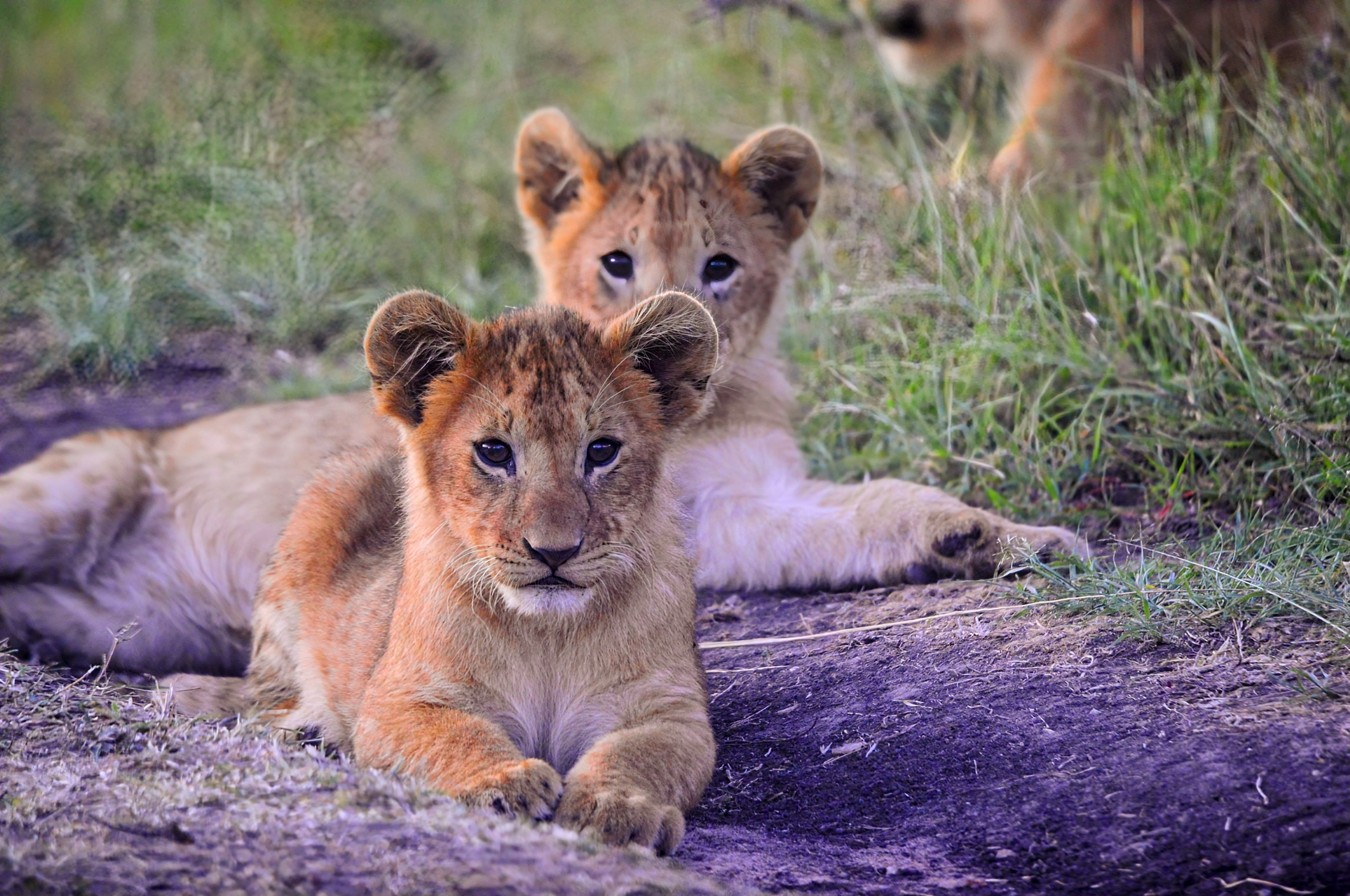 Wildlife Photography Safari